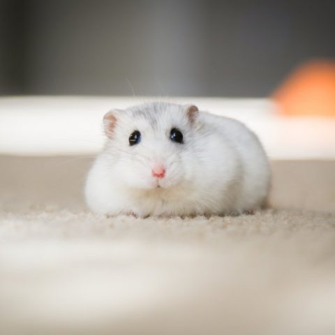 My Smart Hamster – Platfform4YP